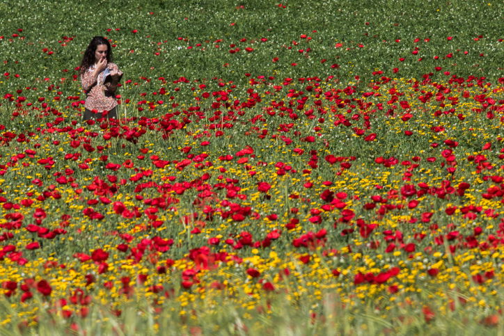 אביב הגיע פסח בא: עמק האלה בצבעים