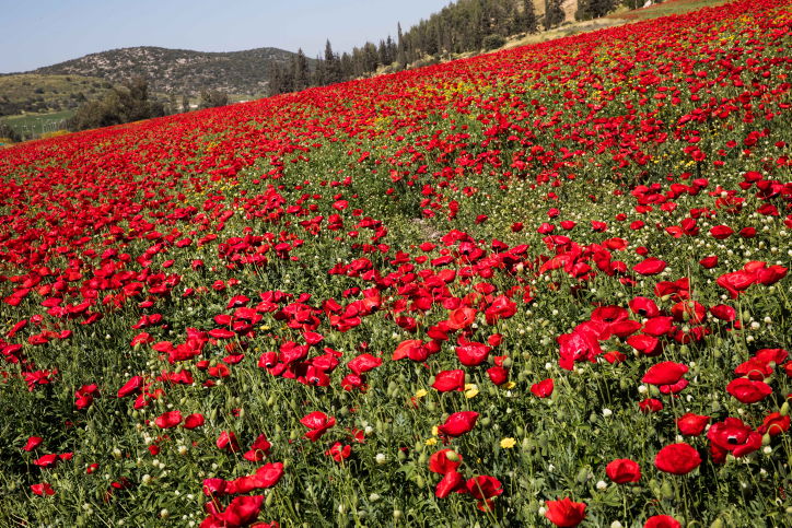אביב הגיע פסח בא: עמק האלה בצבעים