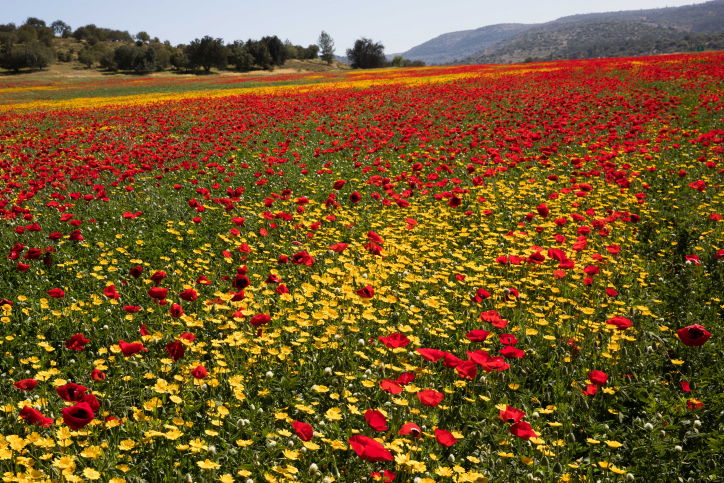 אביב הגיע פסח בא: עמק האלה בצבעים