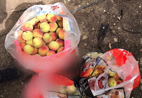 חלק מהשלל שנקטף באיסור