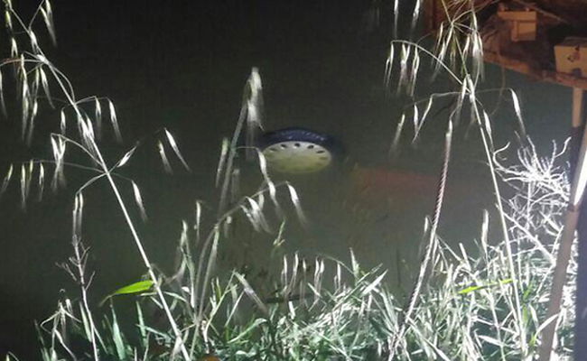 רכב הידרדר לתוך בריכת דגים, בן 30 טבע למוות