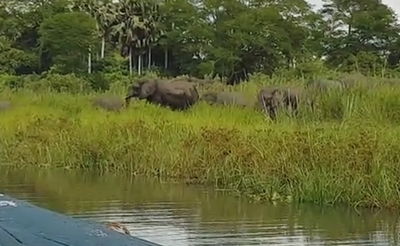 לויאליות, גרסת הפילים: הגנו מפני תנין תוקפני