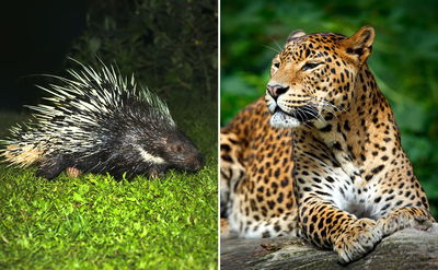 יותר ממיליון צפיות: הדורבנים הבריחו נמר תוקפני