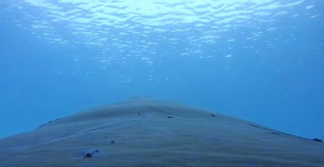 הלוייתנים שוגרו למעמקים עם מצלמות. צפו