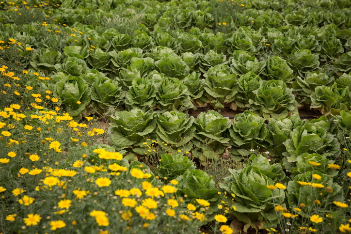 שדה חסה בנגב