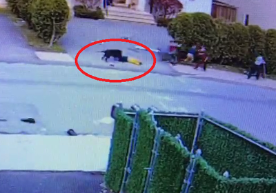 ילד חרדי הותקף במונסי על ידי כלב מסוכן