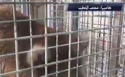 דוב אכל את ידו של ילד פלסטיני בן תשע