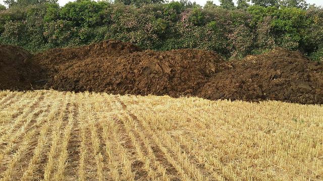 זבל דישון שלא כוסה כהלכה בשרון. מקור הריח