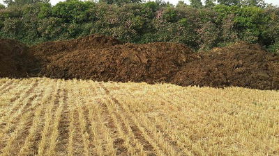 זבל דישון שלא כוסה כהלכה בשרון. מקור הריח