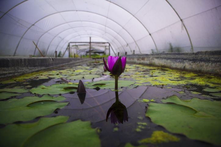 חקלאות אקולוגית בגליל; זה גם נראה טוב