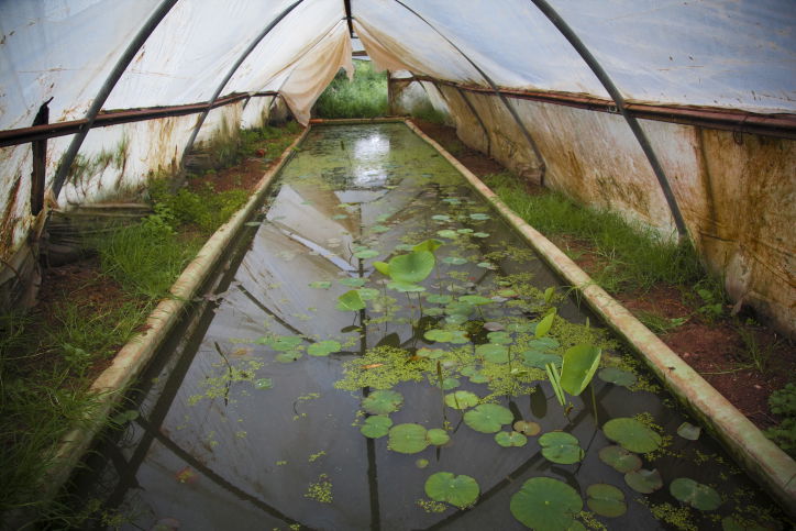 חקלאות אקולוגית בגליל; זה גם נראה טוב