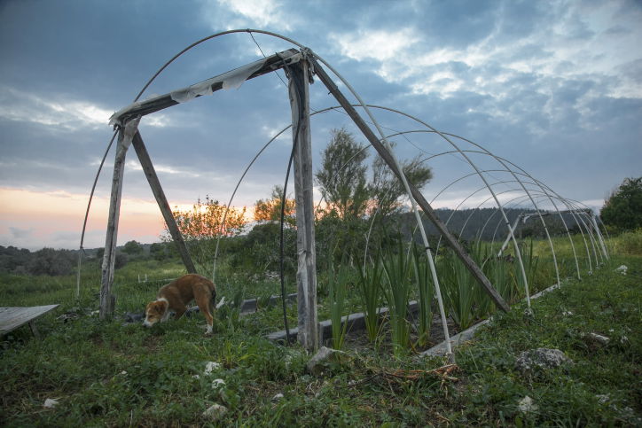 חקלאות אקולוגית בגליל; זה גם נראה טוב