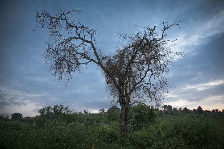חקלאות אקולוגית בגליל; זה גם נראה טוב