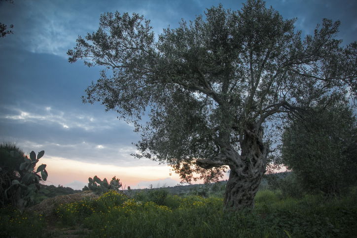 חקלאות אקולוגית בגליל; זה גם נראה טוב