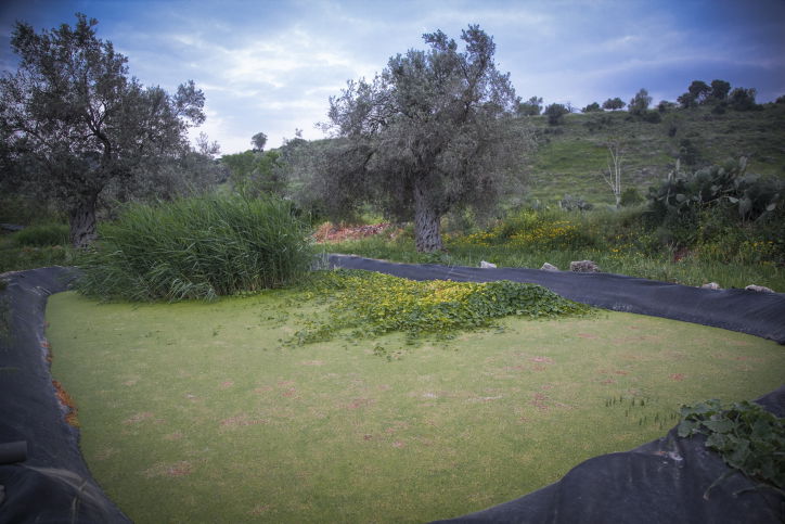 חקלאות אקולוגית בגליל; זה גם נראה טוב