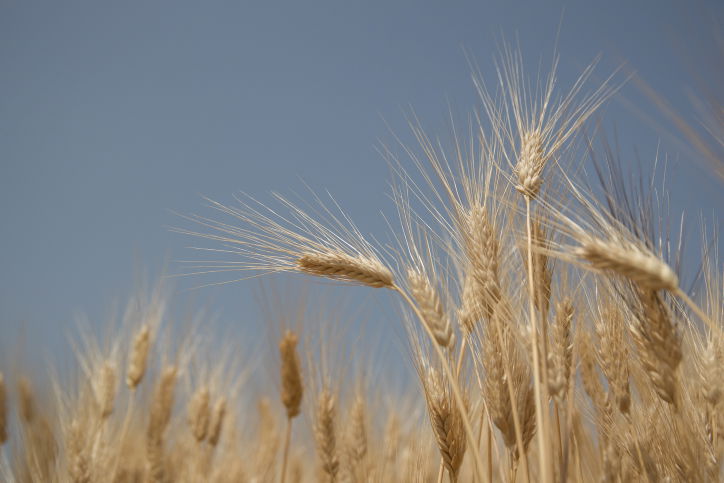 התחזית: עליה קלה בטמפרטורות, חם מהרגיל