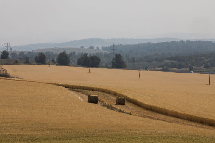 חודש חם מהרגיל, שדה חיטה בלטרון