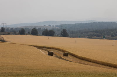חודש חם מהרגיל, שדה חיטה בלטרון