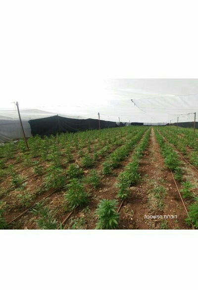 נתפס שדה עצום עם כ-2700 צמחי קנאביס