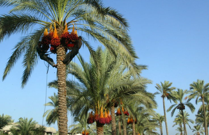 עצי פרי לנוי