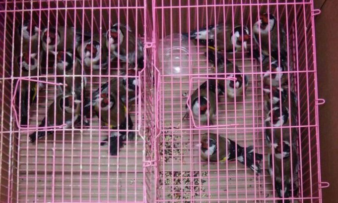 27 ציפורי חוחיות מוגנות נתפסו ברכב של פלסטיני