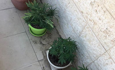 הקנאביס שנתפס