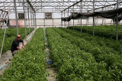 יש איסור ערלה בקניית עץ פרי ממשתלה?