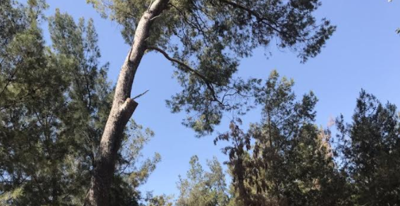 קק"ל תאלץ לכרות כ-90 עצים ביער חולדה