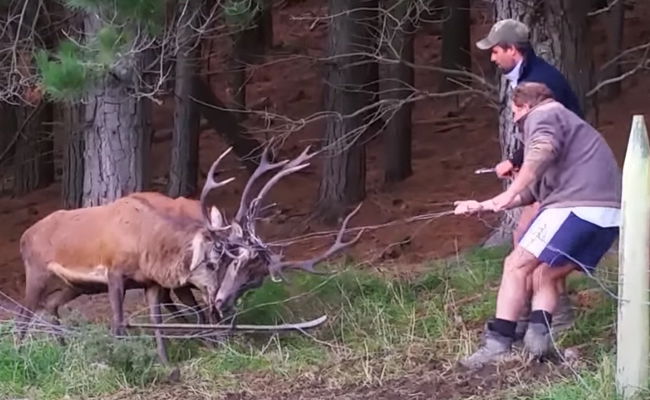 צפו בווידאו: החקלאים הנועזים שחילצו צבאים מגדר תיל