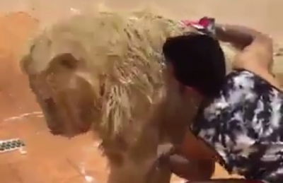 חושבים שאתם אמיצים? צפו בעבודה של מנקה האריה