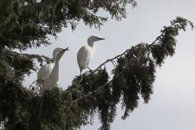 אנפות ליד בית שמש אתמול