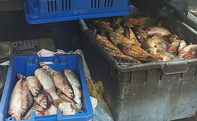 אב ובנו מואשמים בגניבת 130 ק"ג דגים