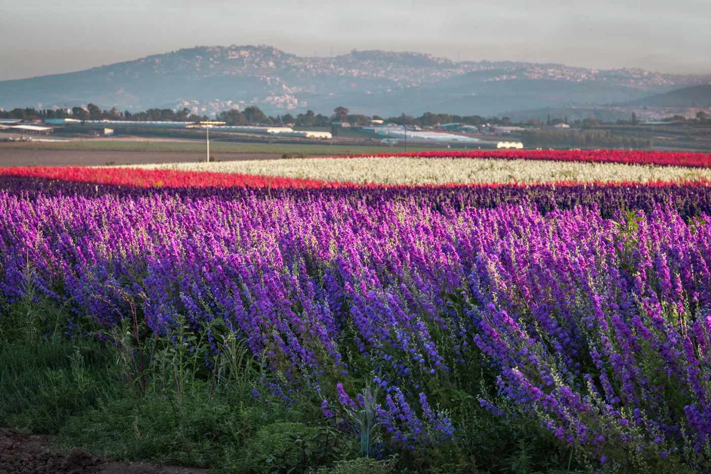 מרהיב במיוחד: שדה פרחים בעמק יזרעאל