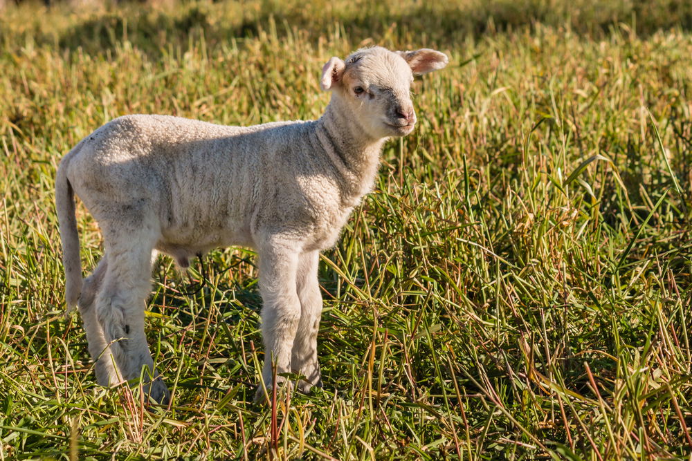 מישהו קורא לך, אתה שומע? / חג השבועות