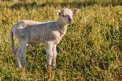 מישהו קורא לך, אתה שומע? / חג השבועות