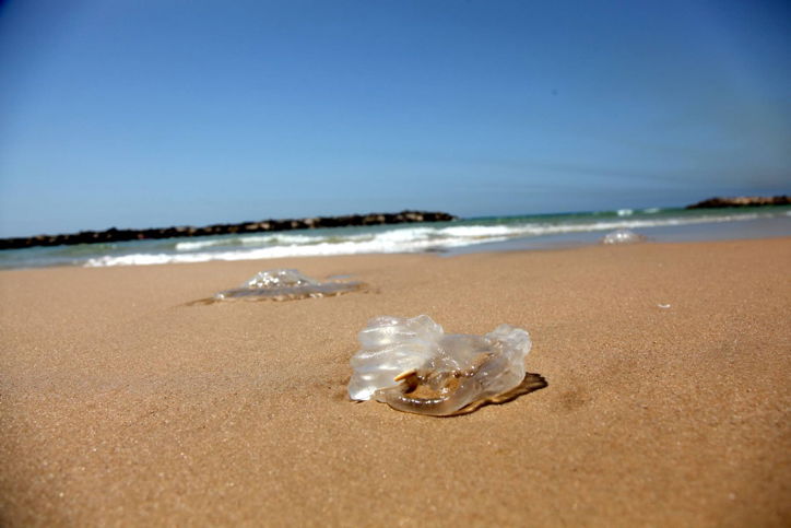 עונת הרחצה התחילה ואיתה הגיעו המדוזות