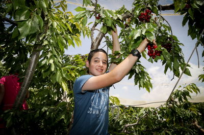 קטיף דובדבנים בעופרה
