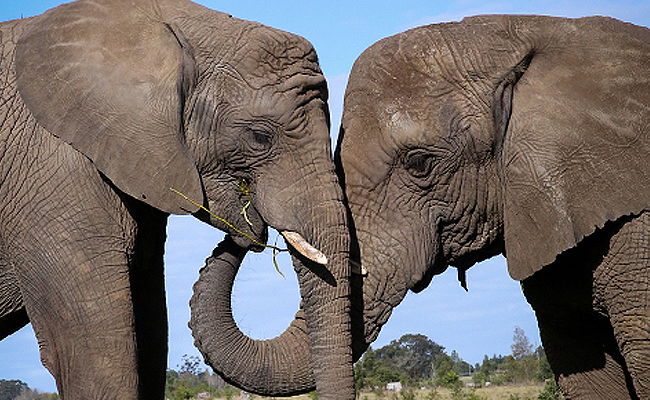 דרום אפריקה ארץ הנופים המרהיבים • גלריה