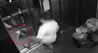 ההתעללות בכלב הקטן