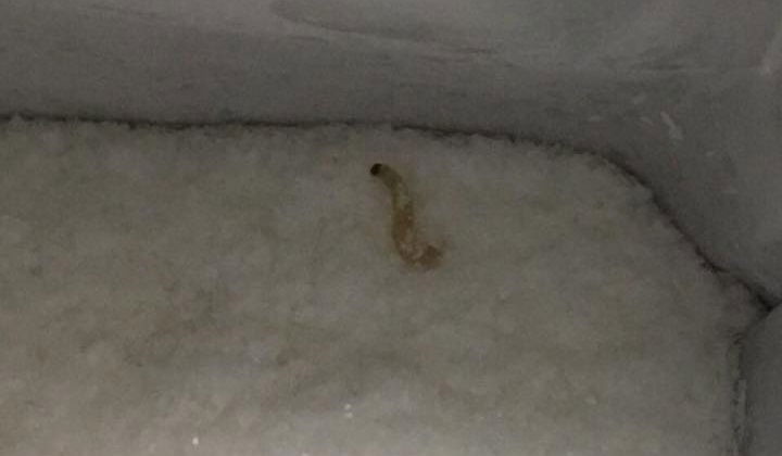 התולעת במטרנה