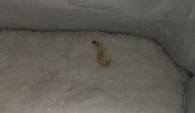 התולעת במטרנה