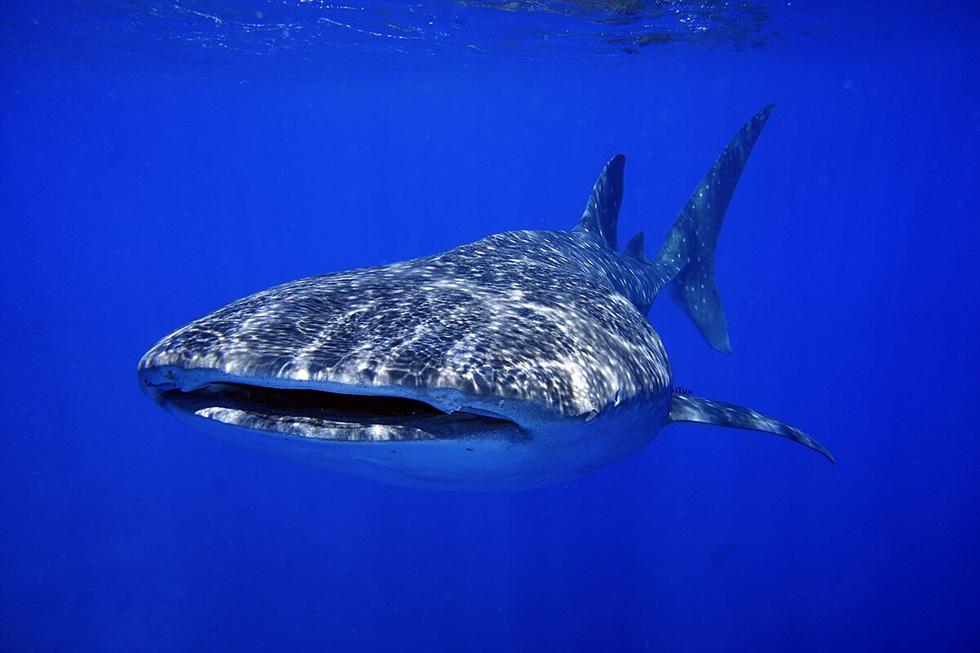 כריש לוויתן ענק ביקר באיזור אילת • צפו