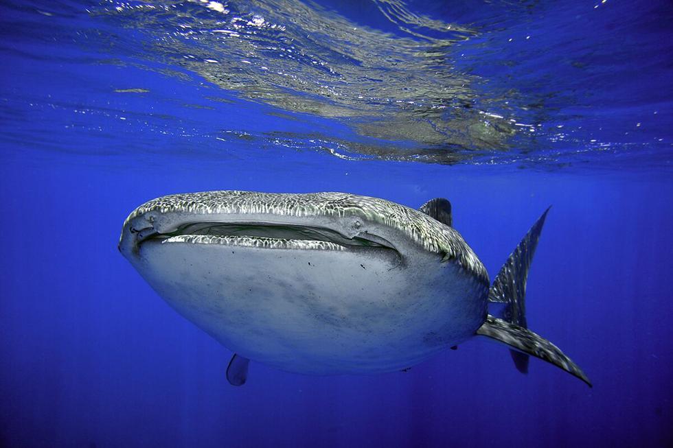 כריש לוויתן ענק ביקר באיזור אילת • צפו