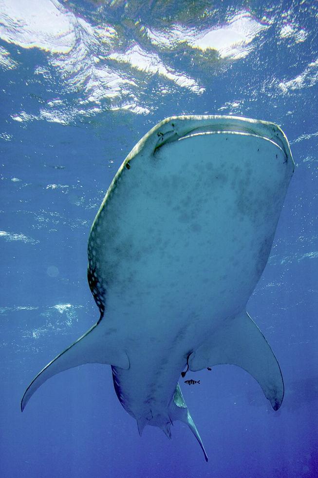 כריש לוויתן ענק ביקר באיזור אילת • צפו