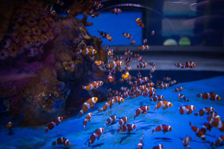 האקווריום הירושלמי הענק נפתח • תמונות