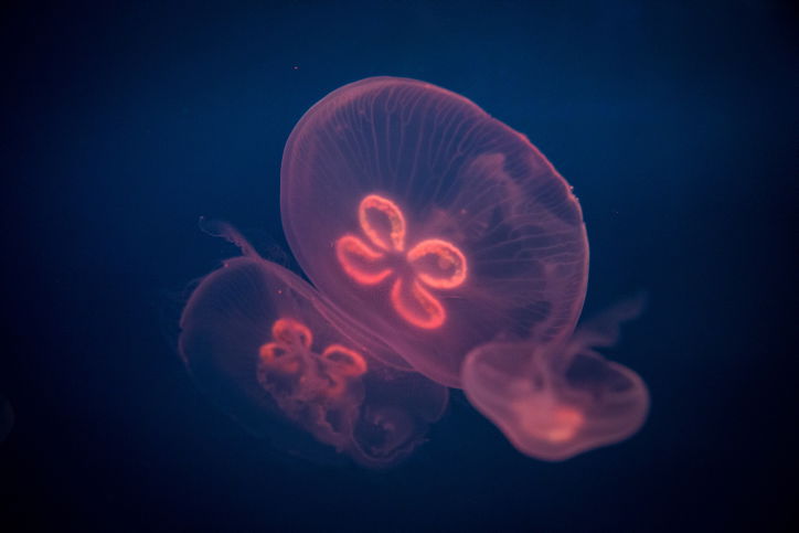 האקווריום הירושלמי הענק נפתח • תמונות