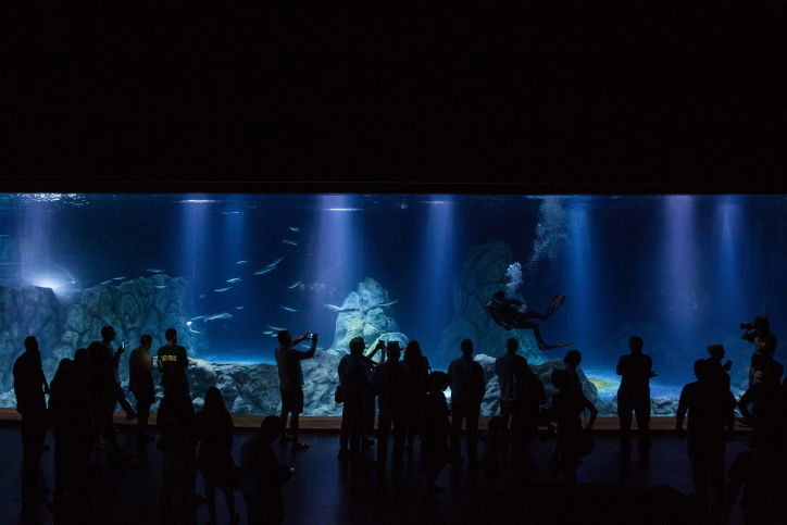 האקווריום הירושלמי הענק נפתח • תמונות