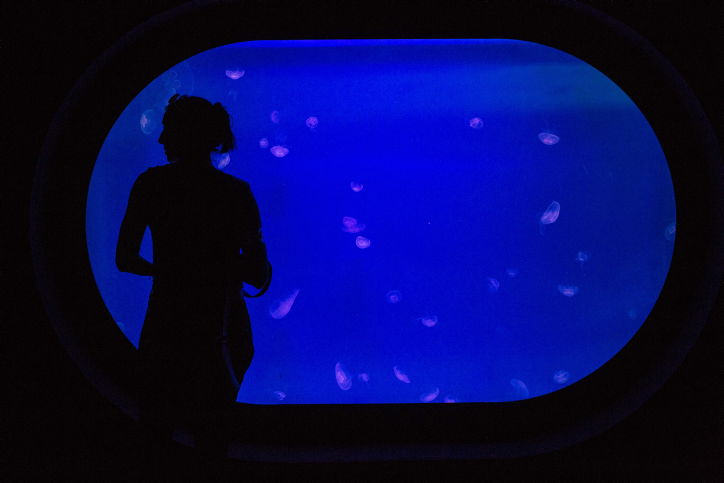 האקווריום הירושלמי הענק נפתח • תמונות