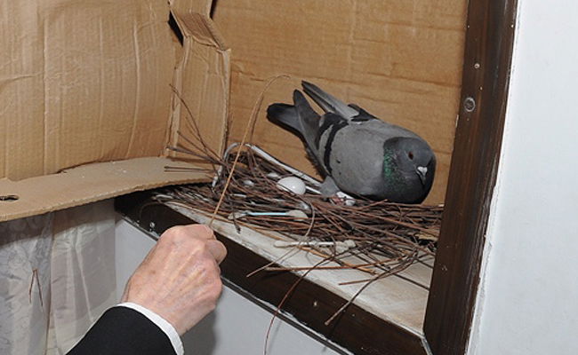 מצוות שילוח הקן. ארכיון