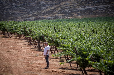 גפנים ליד היישוב החדש עמיחי